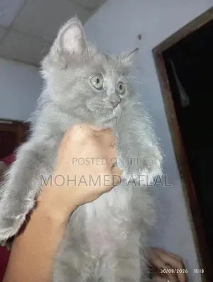 Himalayan Kittens