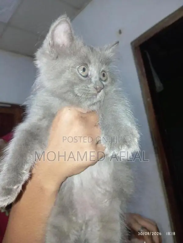 Himalayan Kittens