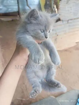 Himalayan Kittens