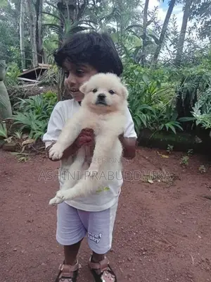 Pomeranian Puppy