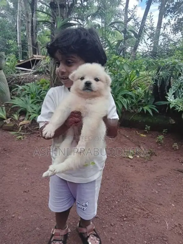Pomeranian Puppy