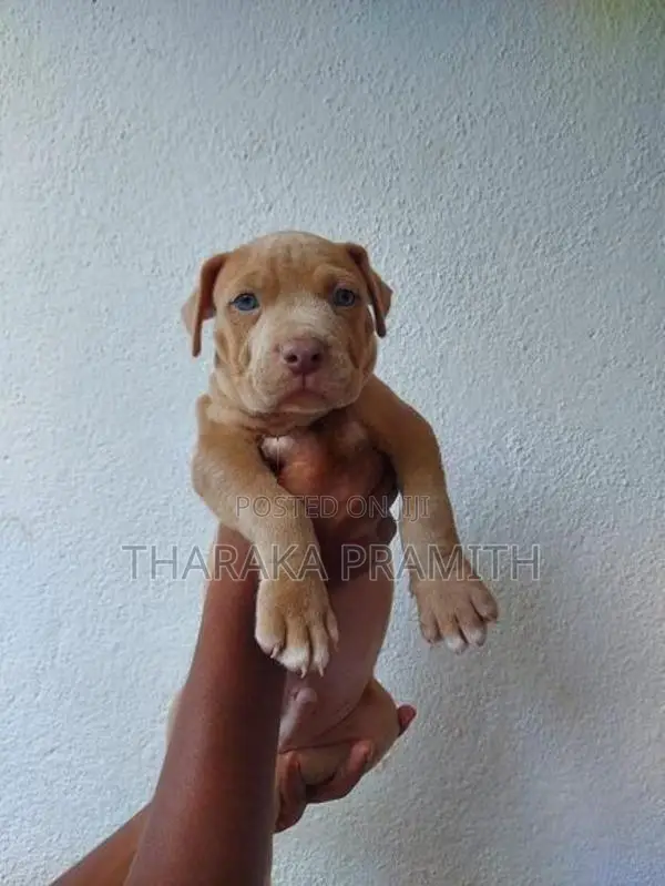 American Bully XXL Puppy