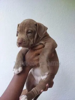 American Bully XXL Puppy