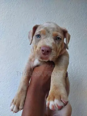 American Bully XXL Puppy