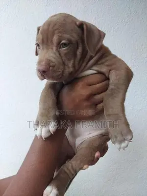 American Bully XXL Puppy
