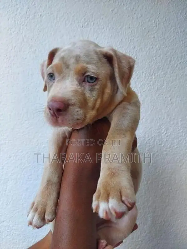 American Bully XXL Puppy