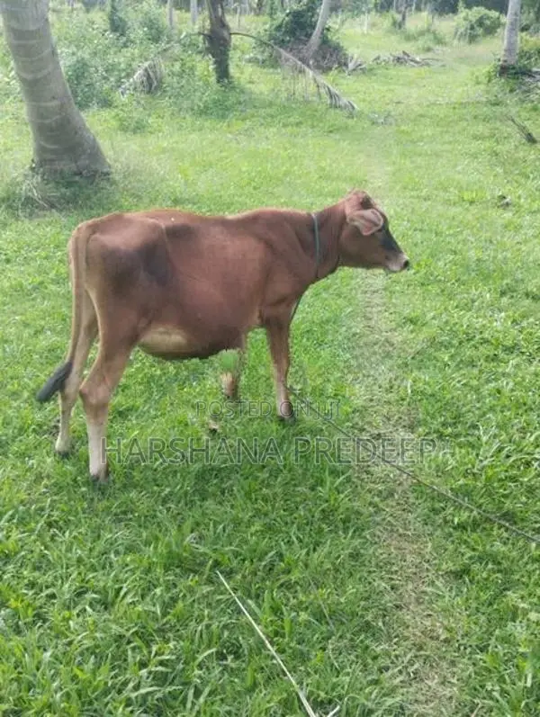 Wassa Petiyak