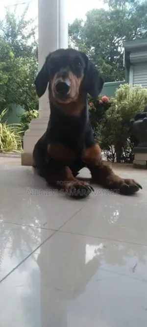 Dachshund Puppy Male