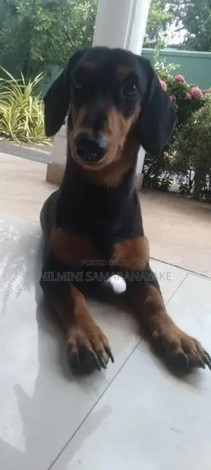 Dachshund Puppy Male