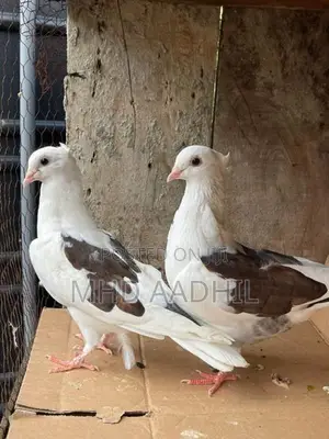 Pigeons