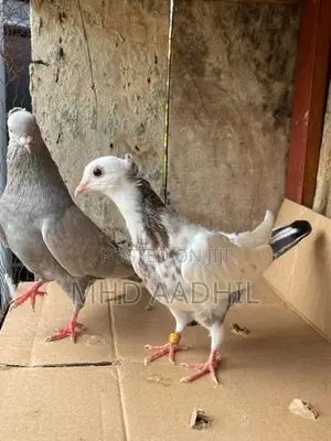 Pigeons