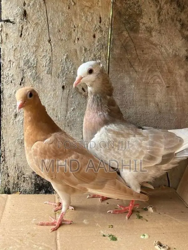 Pigeons