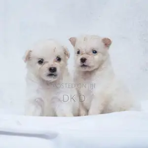 Pomeranian Dog