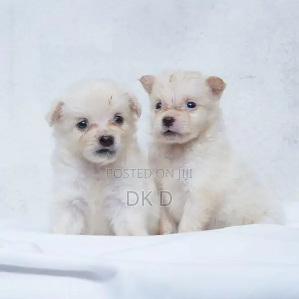 Pomeranian Dog