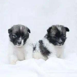 Pomeranian Dog