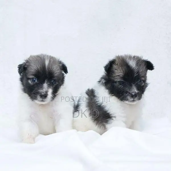 Pomeranian Dog