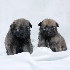Pomeranian Dog