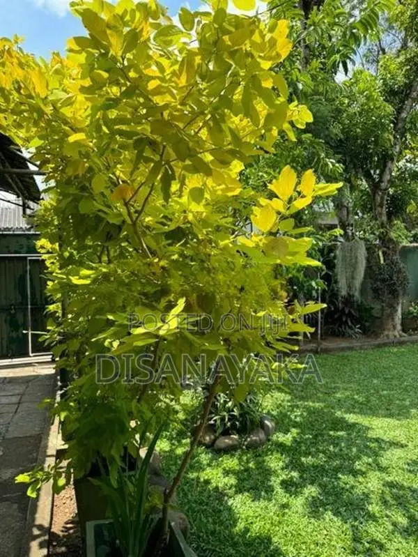 Single Storey House for Sale Koswatte Ds1548