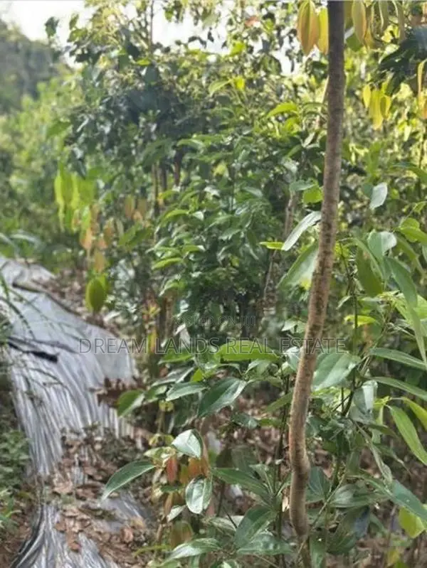 Matale Alawatugoda Sinamon Land for Sale ( RLS - 698 )