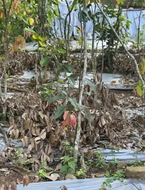 Matale Alawatugoda Sinamon Land for Sale ( RLS - 698 )