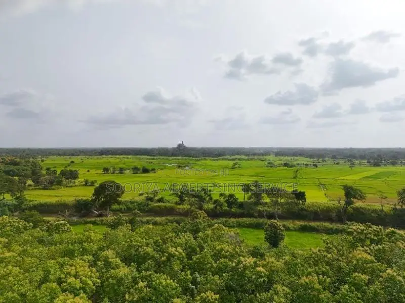 Mature Teak Plantation for Sale Near Anuradhapura Town