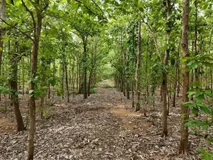 Mature Teak Plantation for Sale Near Anuradhapura Town