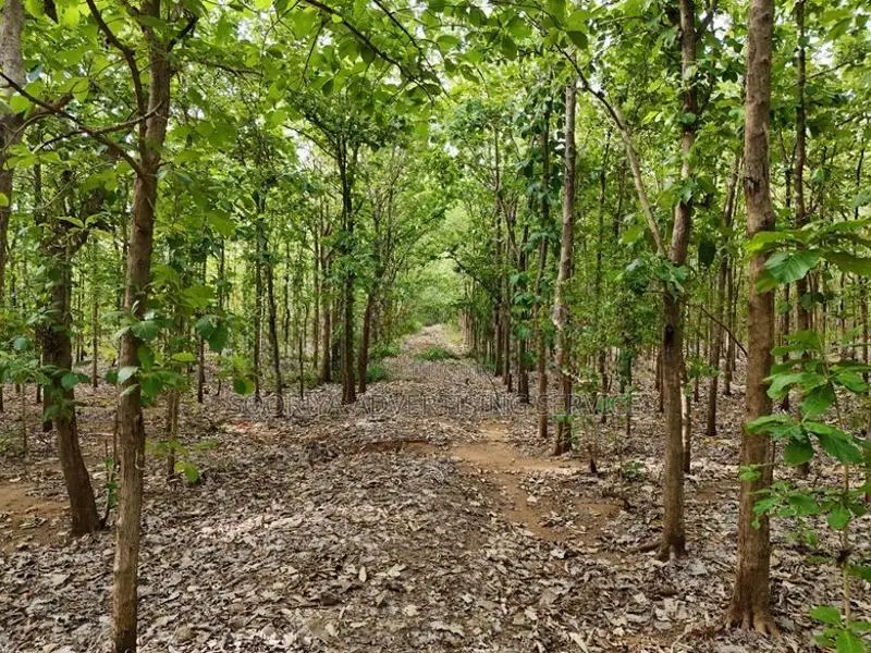 Mature Teak Plantation for Sale Near Anuradhapura Town