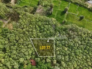 Mature Teak Plantation for Sale Near Anuradhapura Town