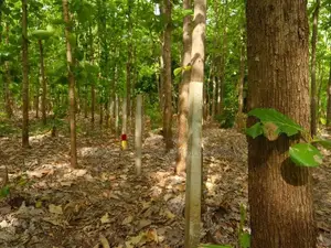 Mature Teak Plantation for Sale Near Anuradhapura Town