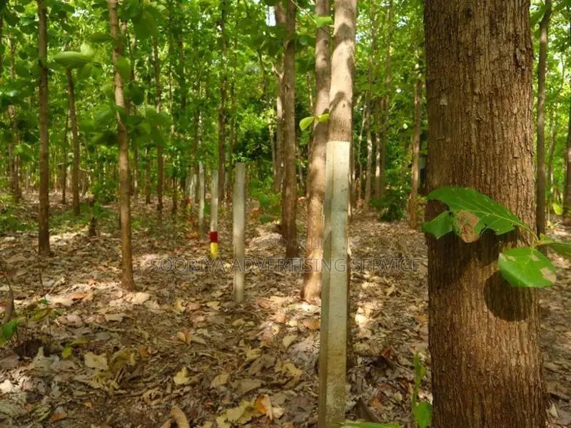 Mature Teak Plantation for Sale Near Anuradhapura Town