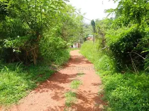Peaceful Land Near Bolgoda Lake
