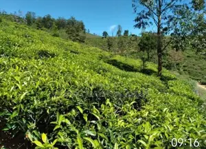 Kandy Hewahata Tea Estate for Sale ( RLS - 796 )