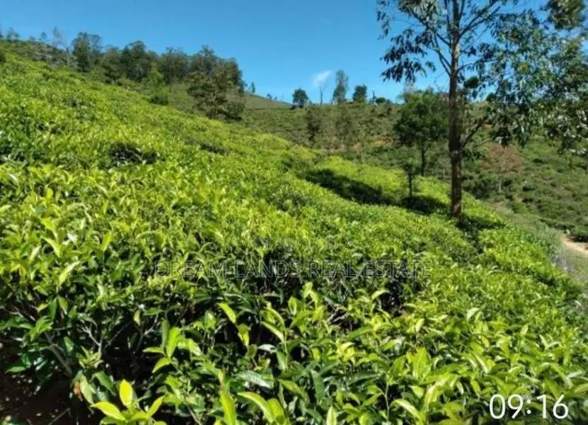 Kandy Hewahata Tea Estate for Sale ( RLS - 796 )