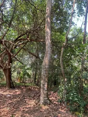 13.3 Perch Land for Sale – Imbulgoda, Kadawatha