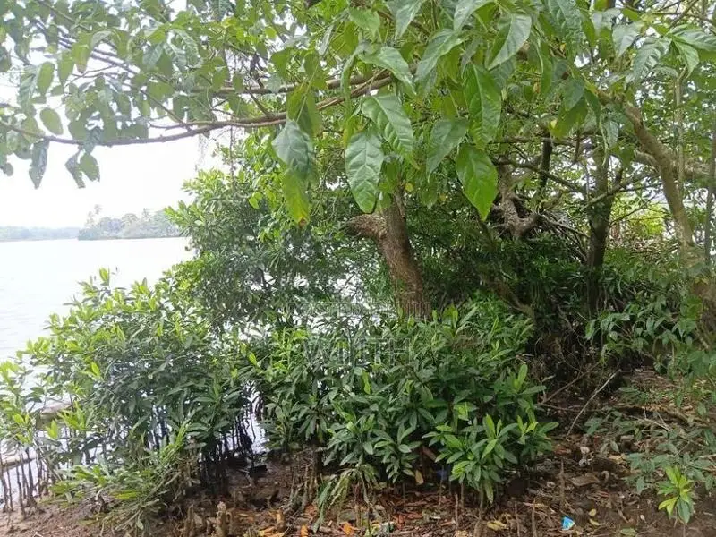 බොල්ගොඩ ගගට මායිම්ස සුපරි ඉඩමක් විකිණීමට .