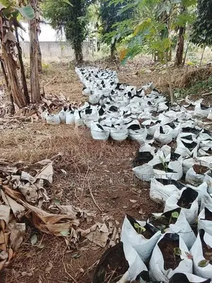 Residential Land for Sale in Kurunegala, Mallawapitiya