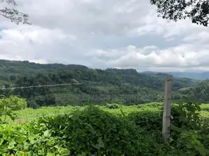 Tea and Rubber land for sale in Galle Ref# C3047