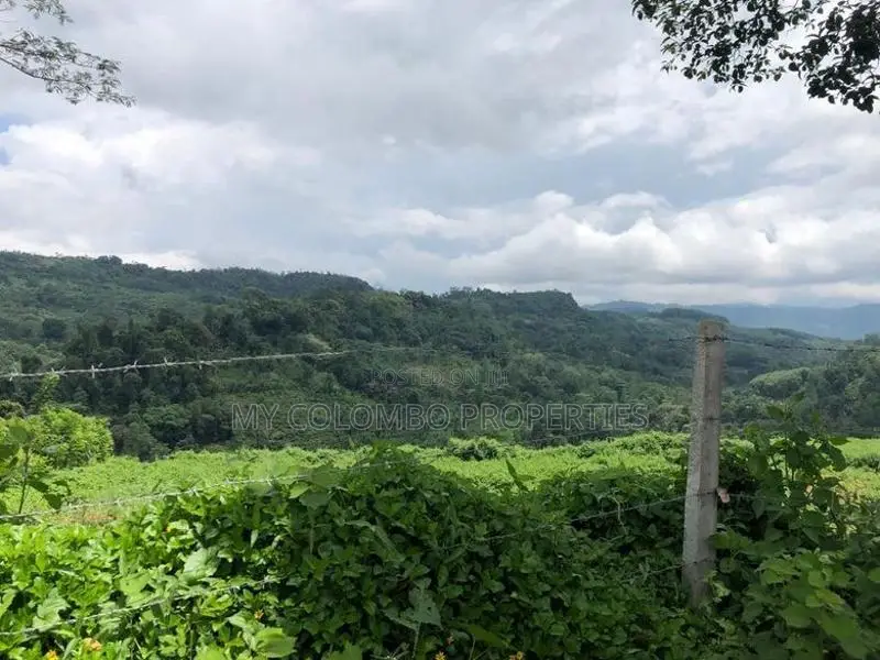 Tea and Rubber land for sale in Galle Ref# C3047