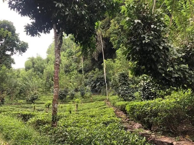 Tea and Rubber land for sale in Galle Ref# C3047
