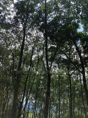 Tea and Rubber land for sale in Galle Ref# C3047