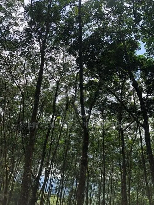 Tea and Rubber land for sale in Galle Ref# C3047