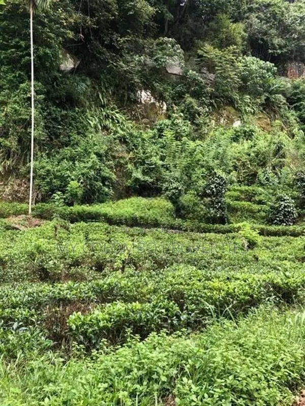 Tea and Rubber land for sale in Galle Ref# C3047
