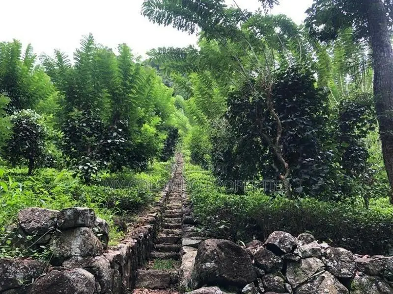 Tea and Rubber land for sale in Galle Ref# C3047