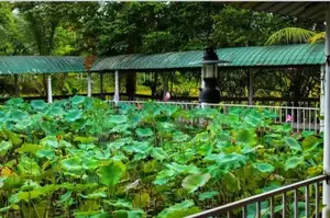☆ Homagama Moragahahena Road Restaurant For Rent ( R- 808)
