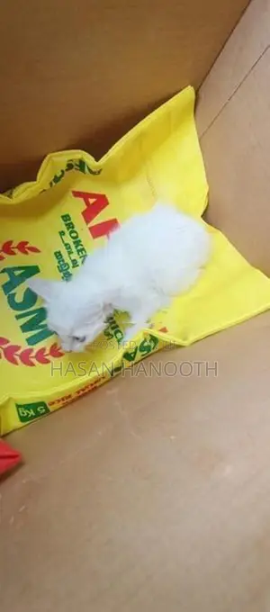 Persian Kitten