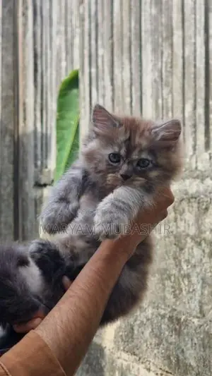 Kitten - Cat