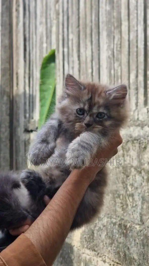 Kitten - Cat