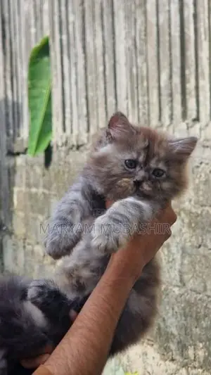 Kitten - Cat