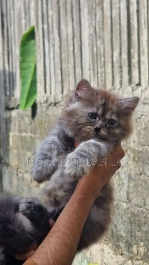 Kitten - Cat