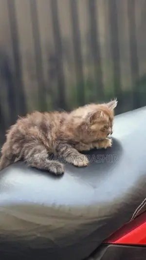 Kitten - Cat